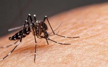 Brusque registra quatro novos casos de dengue na última semana