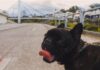 Ministério do Turismo realiza levantamento nacional sobre turismo pet friendly
