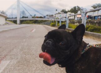 Ministério do Turismo realiza levantamento nacional sobre turismo pet friendly