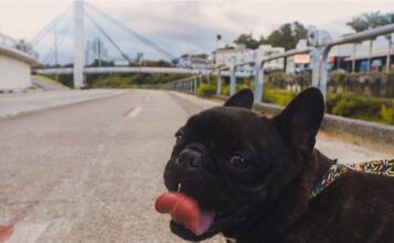 Ministério do Turismo realiza levantamento nacional sobre turismo pet friendly