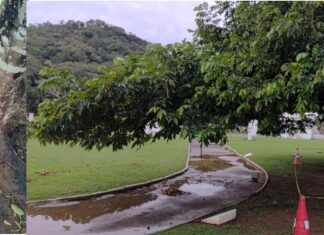 Árvore no Museu das Esculturas precisará de poda após tempestade