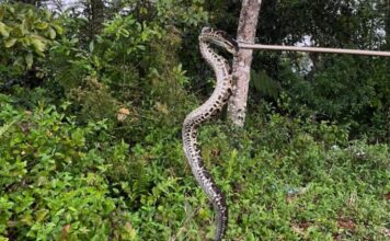 Cobra jararacuçu é capturada em residência no bairro Águas Claras