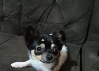 Chihuahua é procurado por tutora