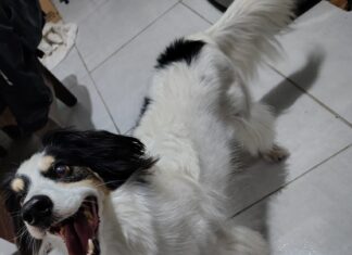 Cachorro é procurado por tutora