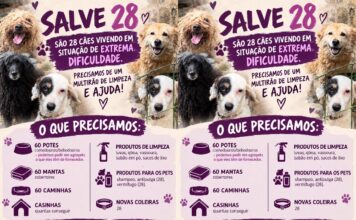 Mobilização busca voluntários e doações para ajudar 28 cães em Brusque