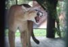 Parque Zoobotânico recebe três filhotes de pumas vindos do Paraná