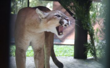 Parque Zoobotânico recebe três filhotes de pumas vindos do Paraná
