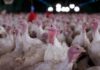 México suspende importação de frango e ovos do Brasil após confirmação de doença de Newcastle em granja de SC