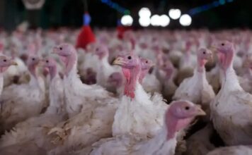 México suspende importação de frango e ovos do Brasil após confirmação de doença de Newcastle em granja de SC